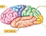 CORTEXCEREBRALE_4lobes
