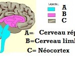 Cerveau tritunique