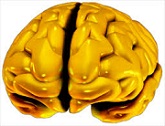 Cerveau_télencéphale