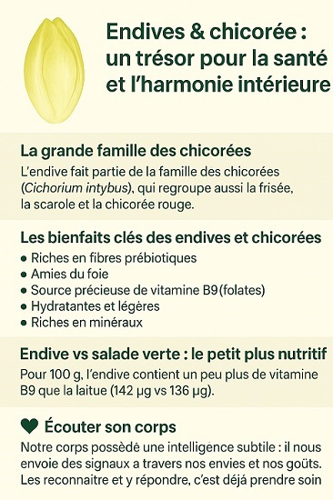 Endive aout2025