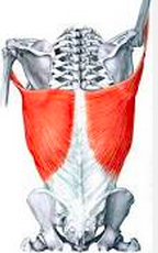 LE GRAND DORSAL