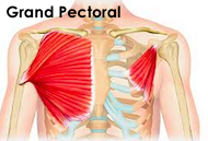 Le muscle du grand pectoral