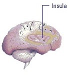 Zone de cerveau - l'Insula