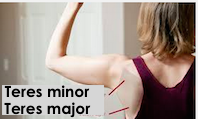 Les petits muscles du dos