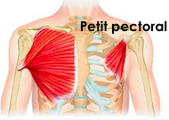 Le muscle du petit pectoral