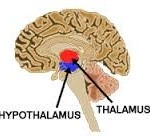 Thalamusethypothalamus