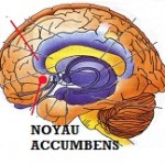 accumbens