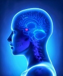 cerveau_Amygdale_