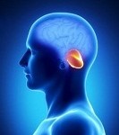 cerveau_cervelet2
