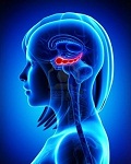 cerveau_hippocampe