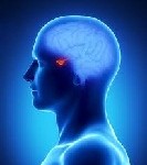cerveau_hypophyse