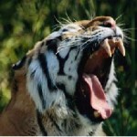 cri de tigre