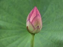 fleurlotus_fermée