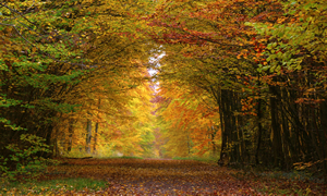 imageautomne