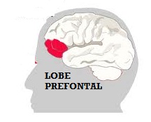 lobepréfontal