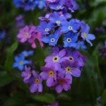 myosotis_violette