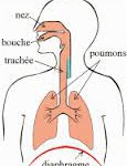 La respiration thoracique