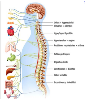 Le système neurovégétatif