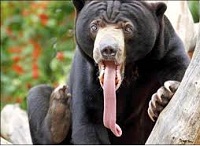 tirerlalangue_ours