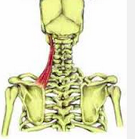 Élevateur de la scapula