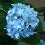 bleu-hortensia