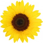 confiance en vous tournesol