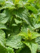 LA PHYTOTHÉRAPIE (les plantes) POUR LA MÉNOPAUSE LA PHYTOTHÉRAPIE (les plantes) POUR LA MÉNOPAUSE