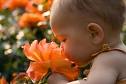 rosesentir