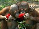 smellingroses