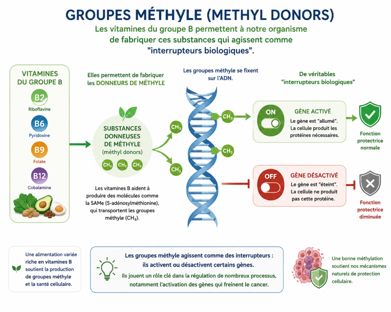 Groupes méthyle et activation génétique